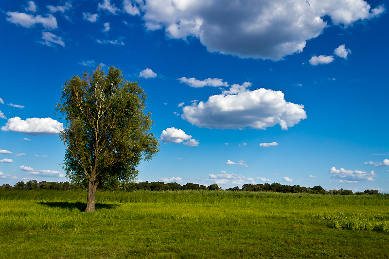 фото "И один в поле ..." метки: пейзаж, природа, дерево, лето, луг, облака, поляна, трава