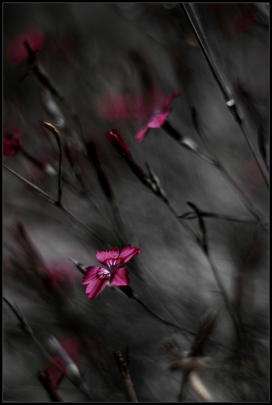 фото "***" метки: природа, цветы
