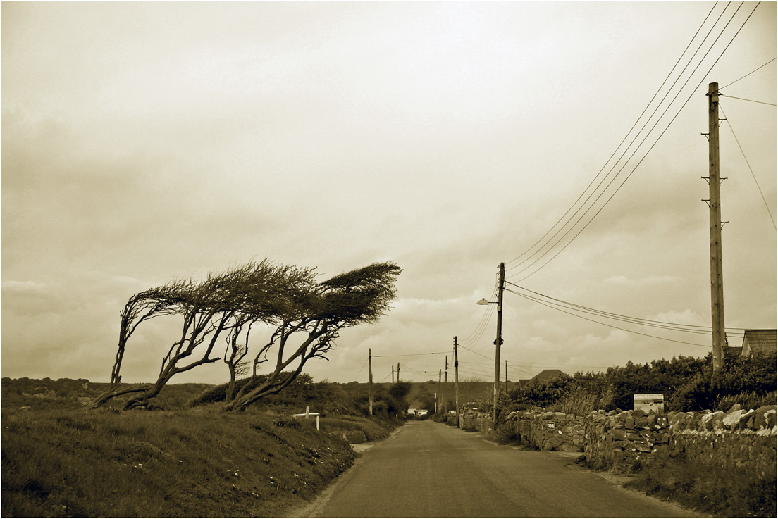 photo "***" tags: landscape, black&white, дерева, чёрно-белое