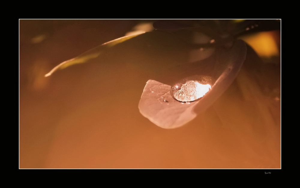 фото "Heat and a drop" метки: природа, цветы