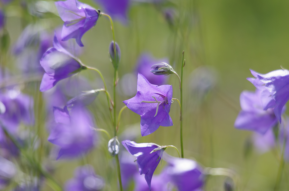 photo "***" tags: nature, 