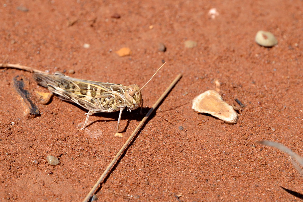 photo "***" tags: nature, insect