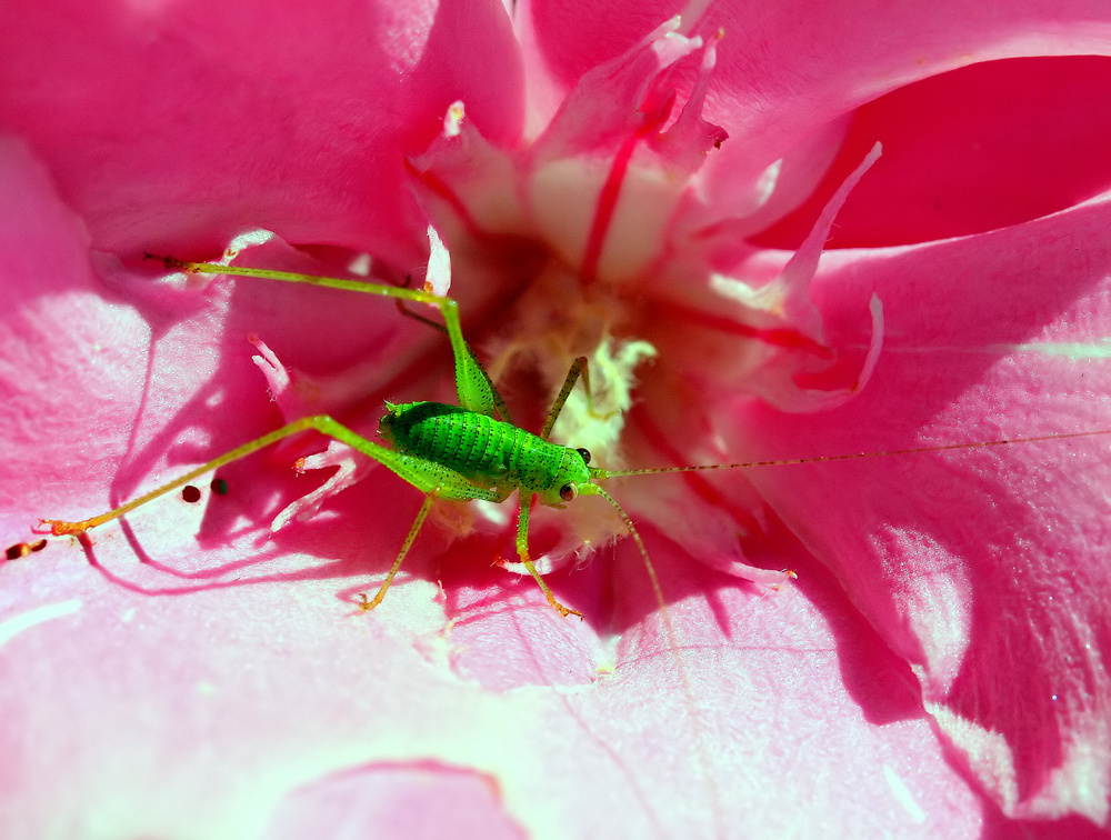 photo ""The green grasshopper... "" tags: nature, insect