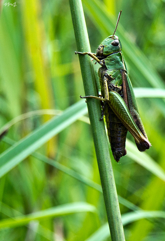 photo "***" tags: nature, insect