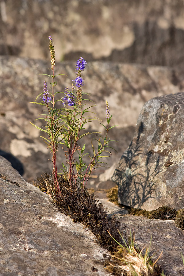 photo "***" tags: landscape, nature, flowers