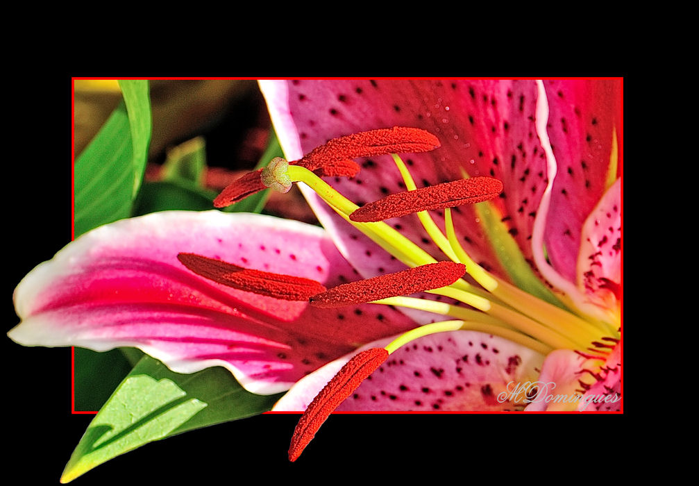 photo "***" tags: nature, macro and close-up, flowers