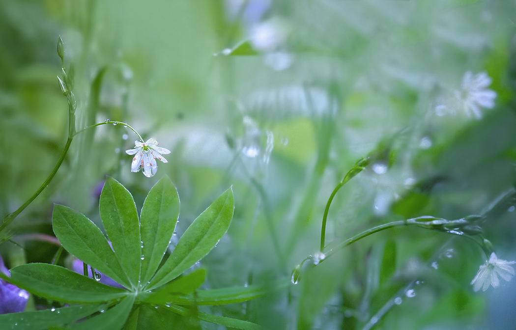 фото "В блаженстве после дождя..." метки: природа, цветы