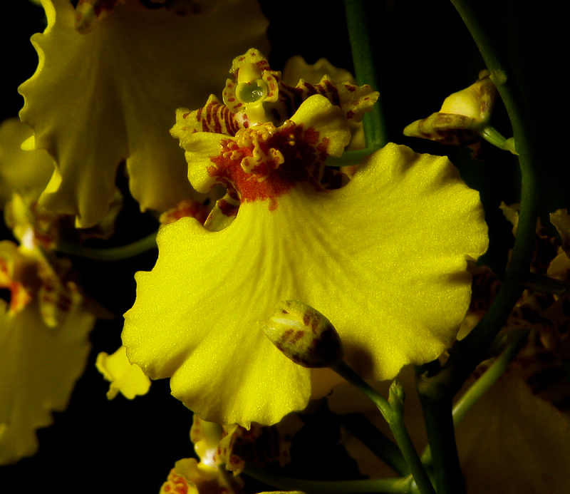 photo "Oncidium Orchid" tags: nature, flowers