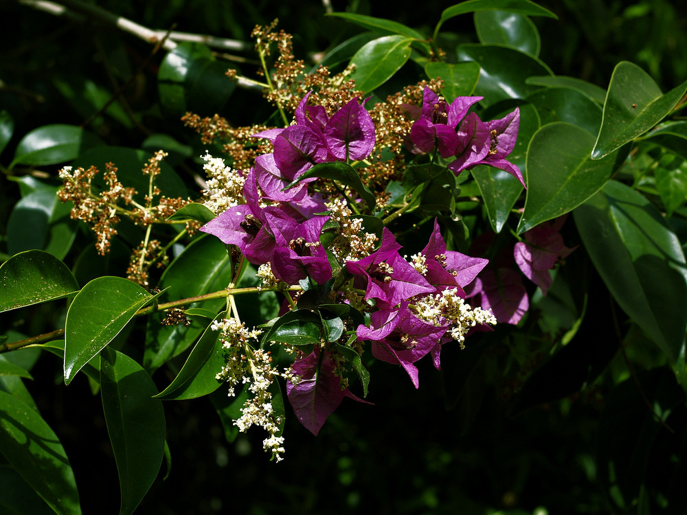 photo "***" tags: nature, flowers