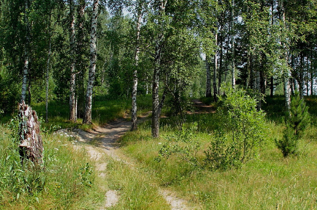 фото "Июль..." метки: пейзаж, лес