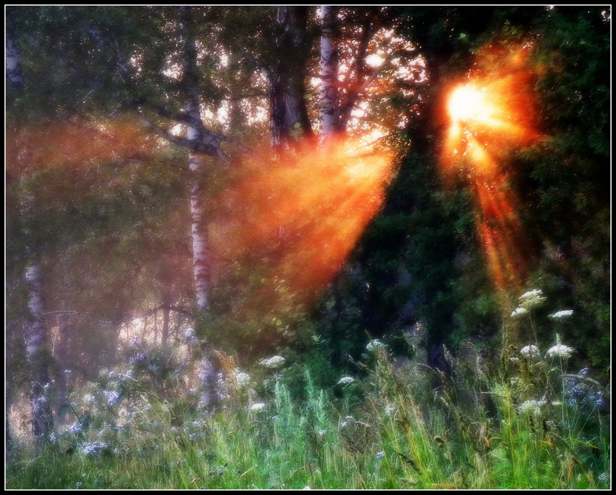 photo "The July Morning" tags: landscape, forest, summer