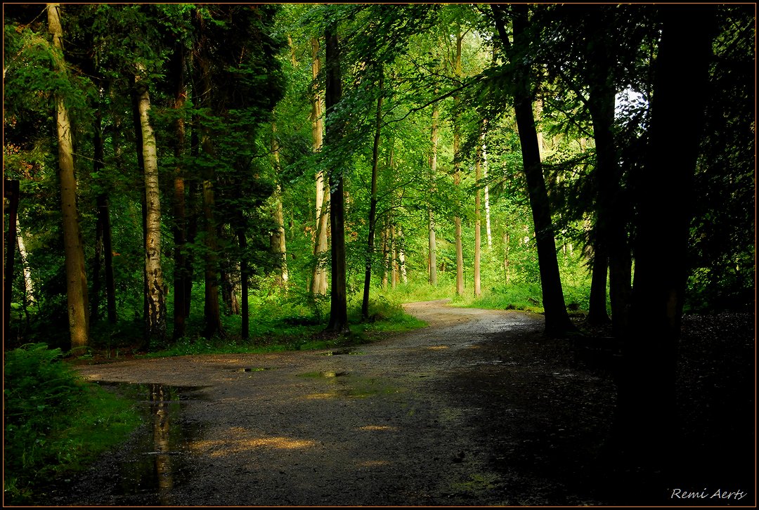 photo "***" tags: landscape, forest, summer