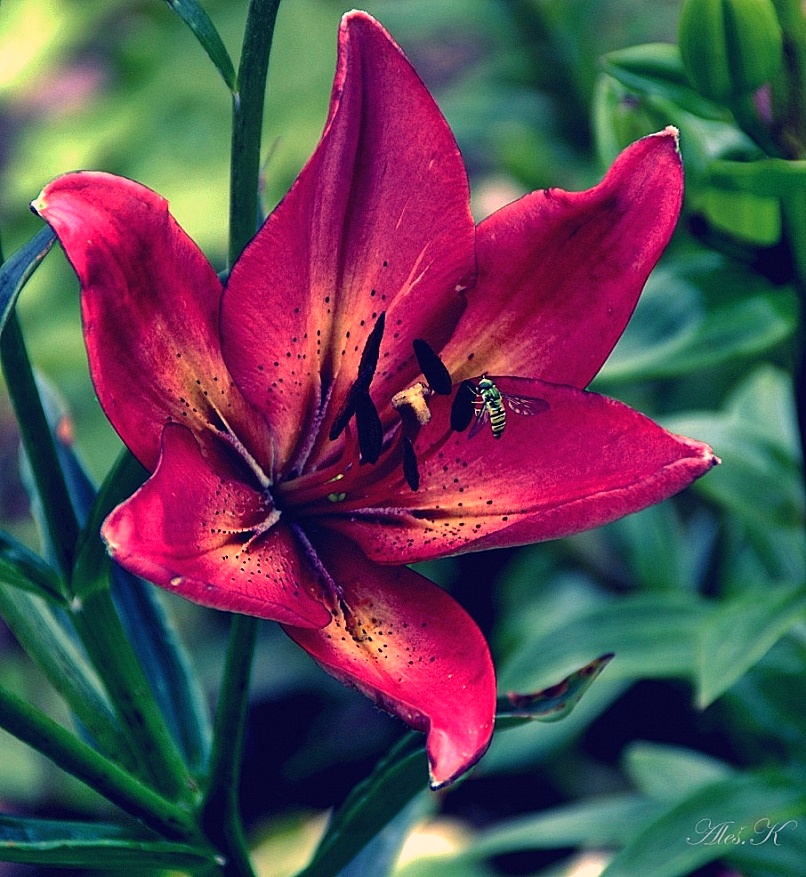 фото "rouge" метки: природа, цветы