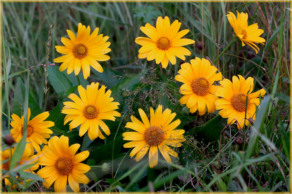 photo "***" tags: nature, flowers