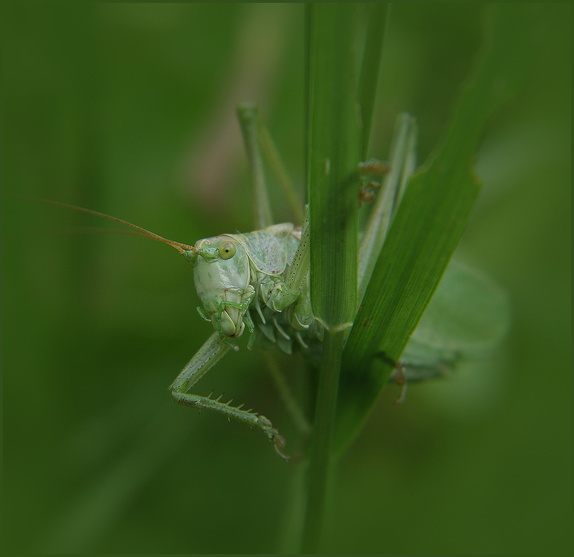 photo "Hello!" tags: nature, insect, summer