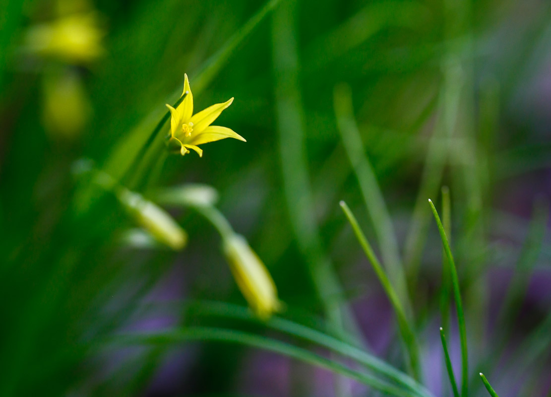 photo "***" tags: nature, flowers