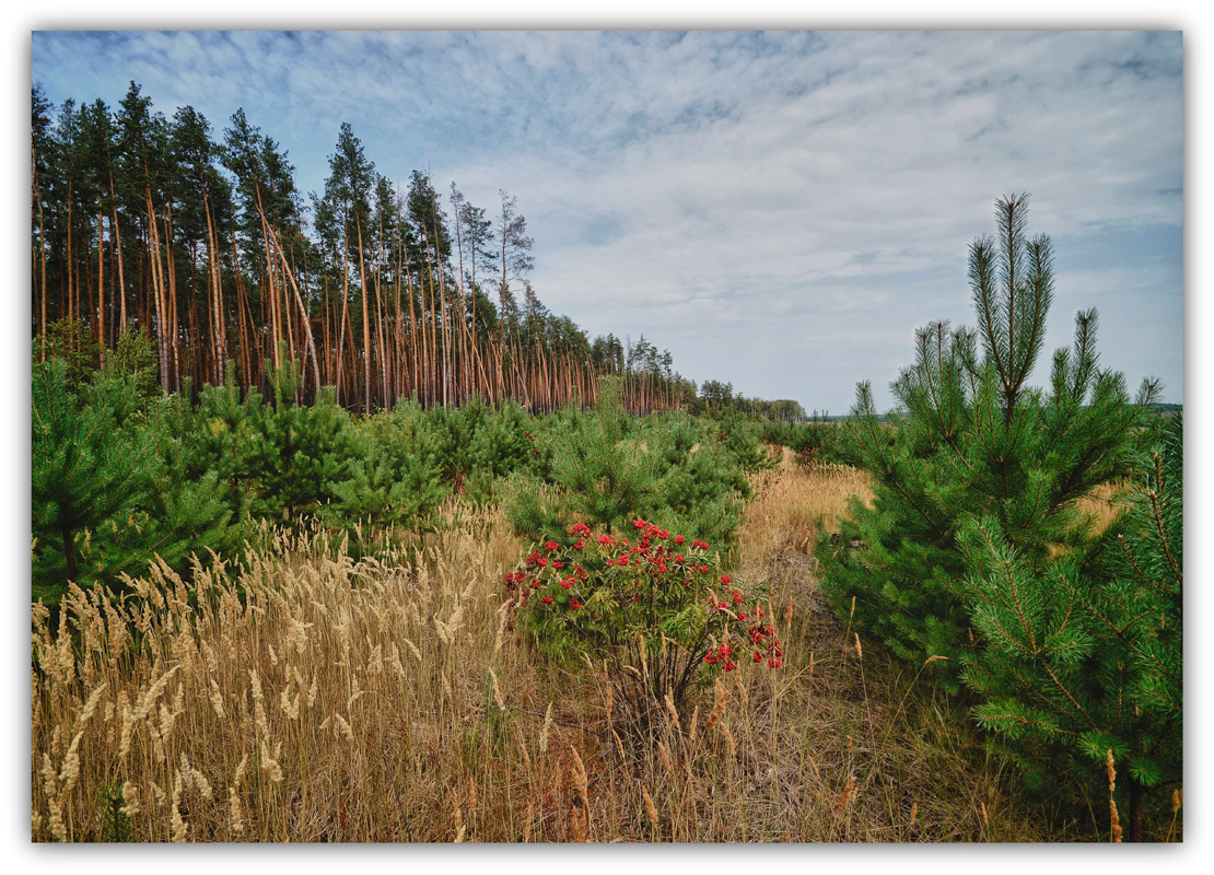 photo "***" tags: landscape, summer