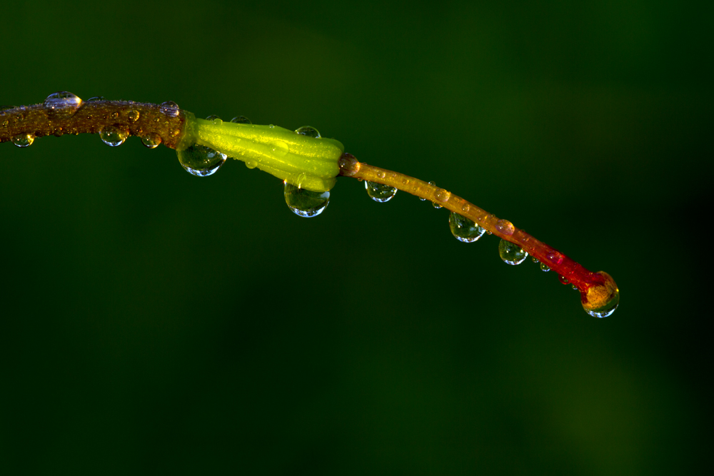 photo "***" tags: macro and close-up, nature, flowers