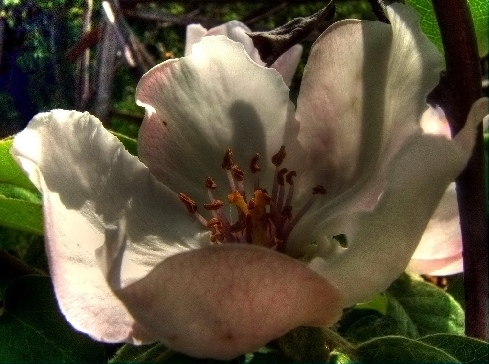 фото "Quince flower" метки: природа, 