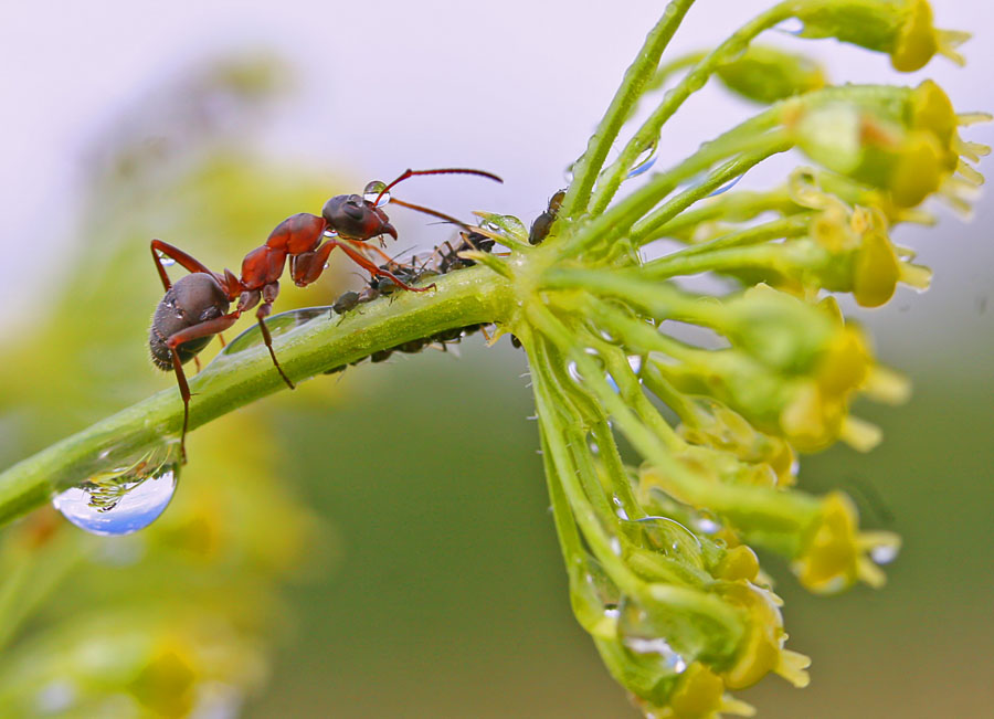 Жизнь насекомых тел. Жизнь насекомых. Путешествие муравьишки. Жизнь насекомых фото. Путешествие муравьишки фото.