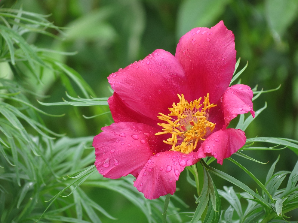 photo "Flower" tags: macro and close-up, nature, 