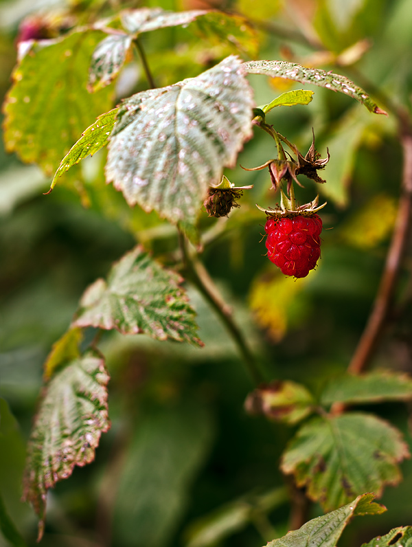 photo "***" tags: nature, 