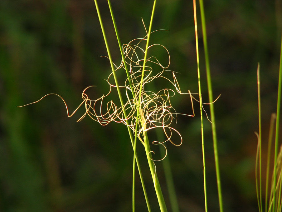 photo "Curly dreams" tags: nature, 