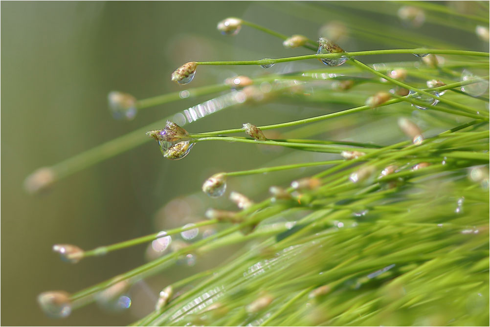 фото "Летнего дождика капельки" метки: природа, макро и крупный план, фрагмент, 