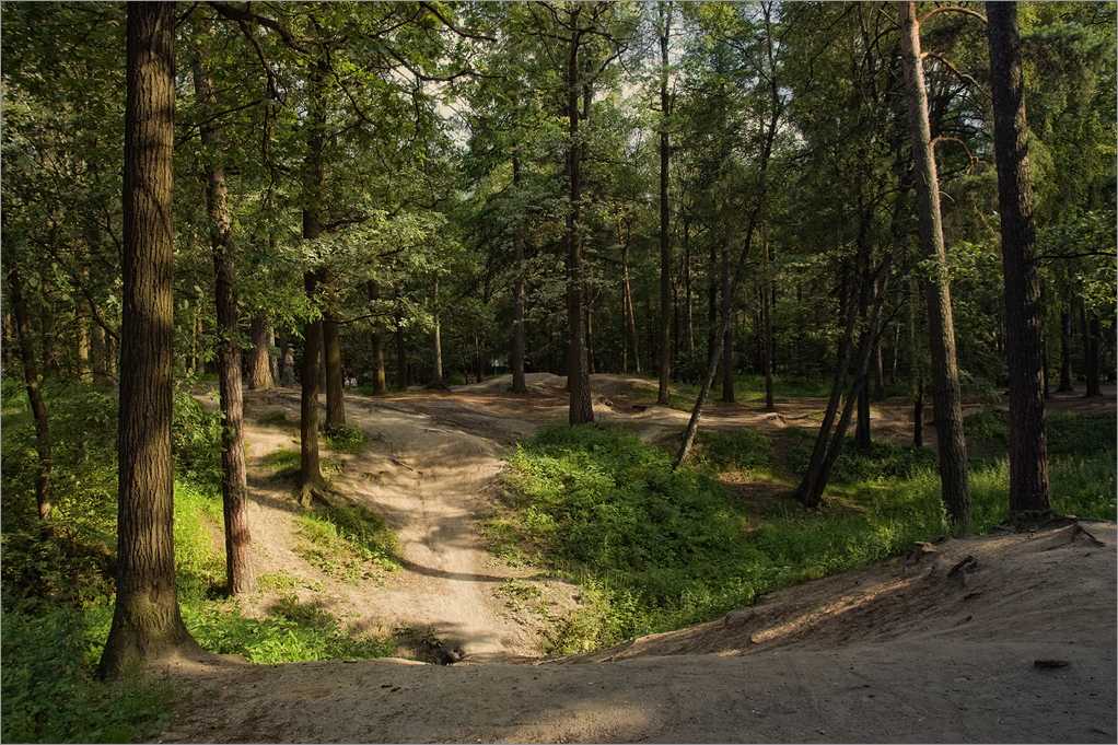 photo "***" tags: landscape, forest, summer