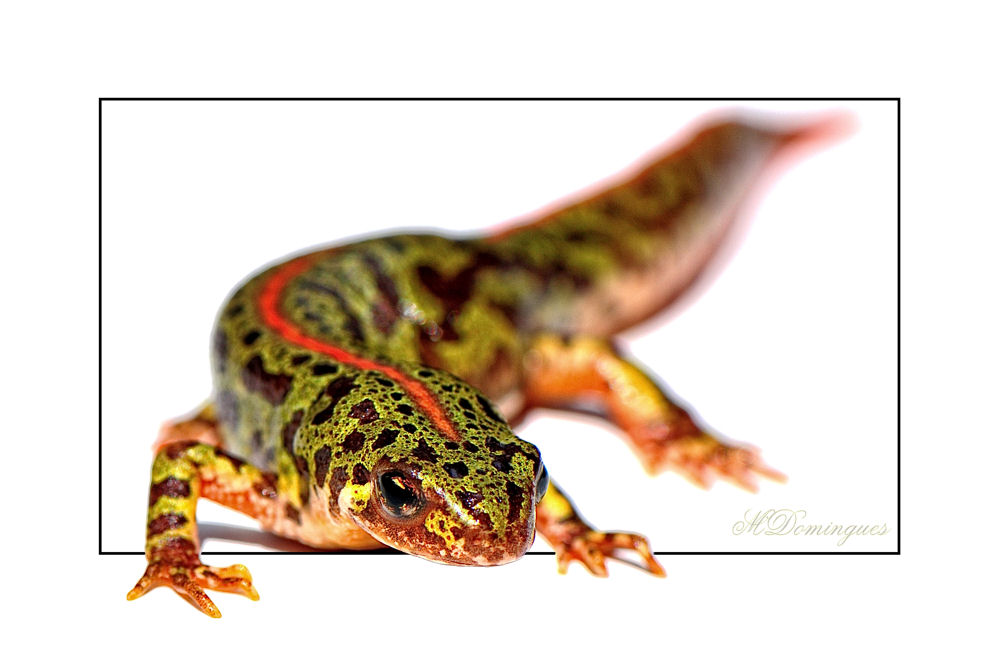 фото "Triturus pygmaeus" метки: природа, макро и крупный план, 