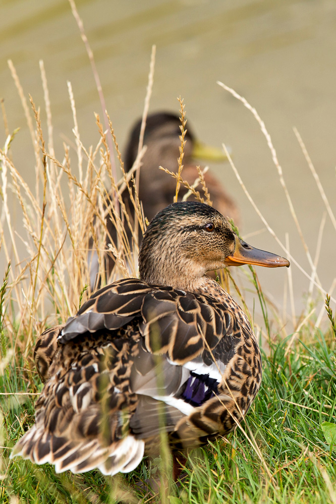 photo "***" tags: nature, reporting, 