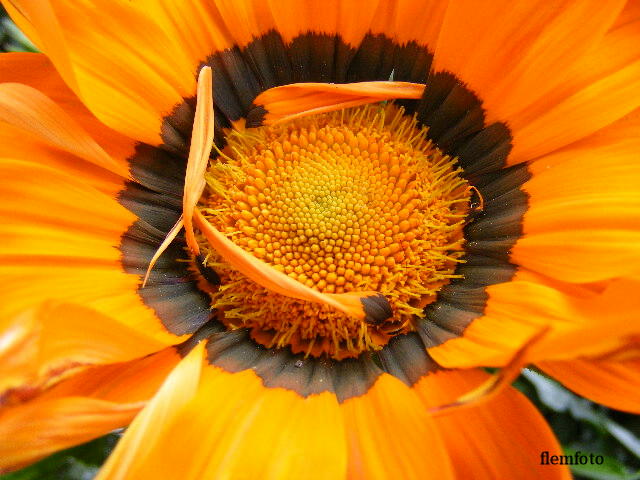 photo "Summer flower" tags: nature, 