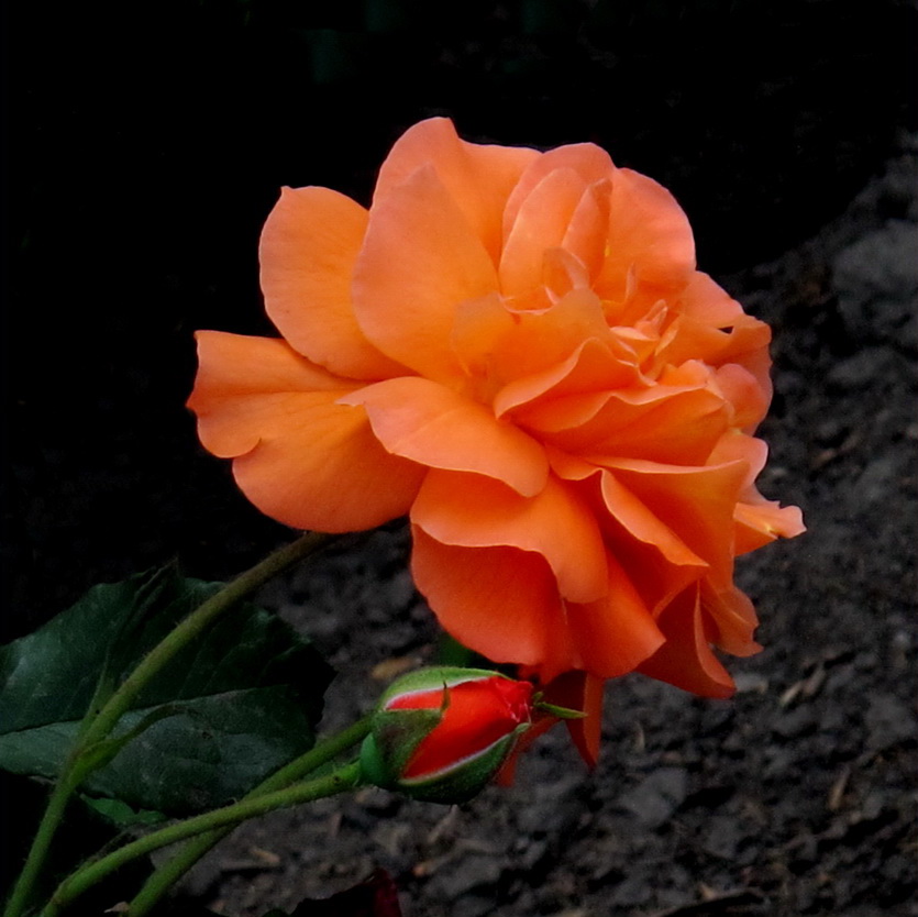 photo "***" tags: nature, 