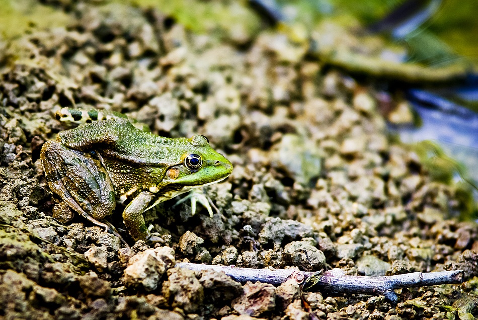 photo "3D frog..." tags: nature, 