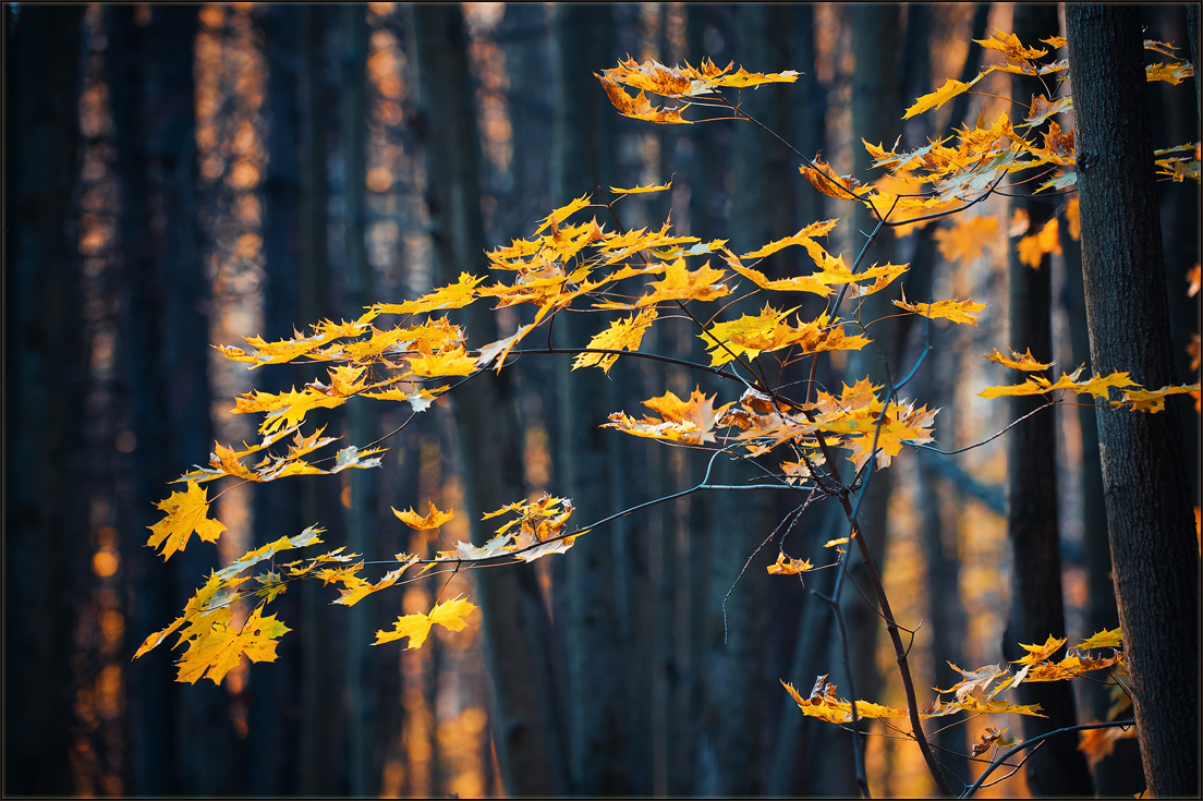фото "Yellow leaves ..." метки: пейзаж, фрагмент, дерево, жёлтый, лес, лист, лист, осень, растение