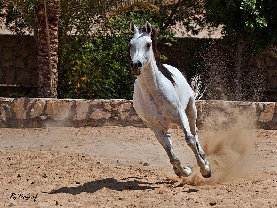 photo "Gallop" tags: nature, 