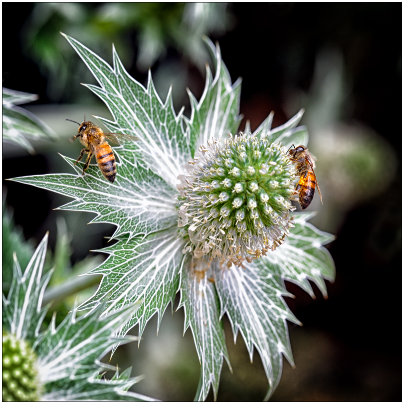 photo "Bees at work" tags: nature, macro and close-up, 