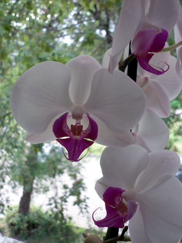 фото "Орхидея" метки: природа, макро и крупный план, 