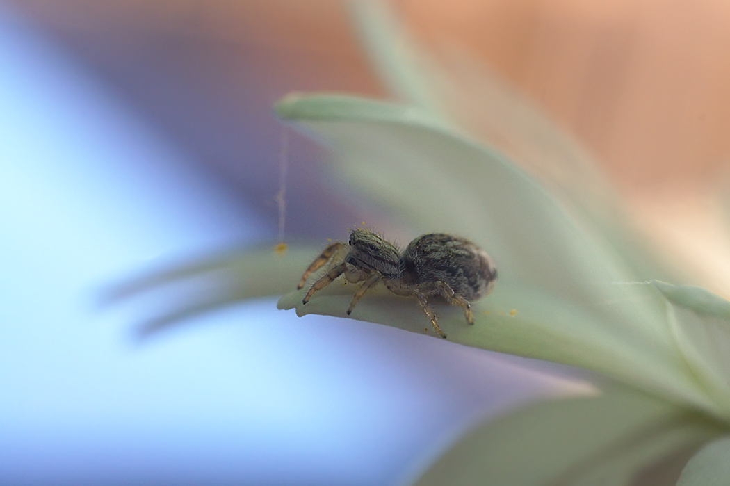 photo "паук-скакун" tags: nature, macro and close-up, 