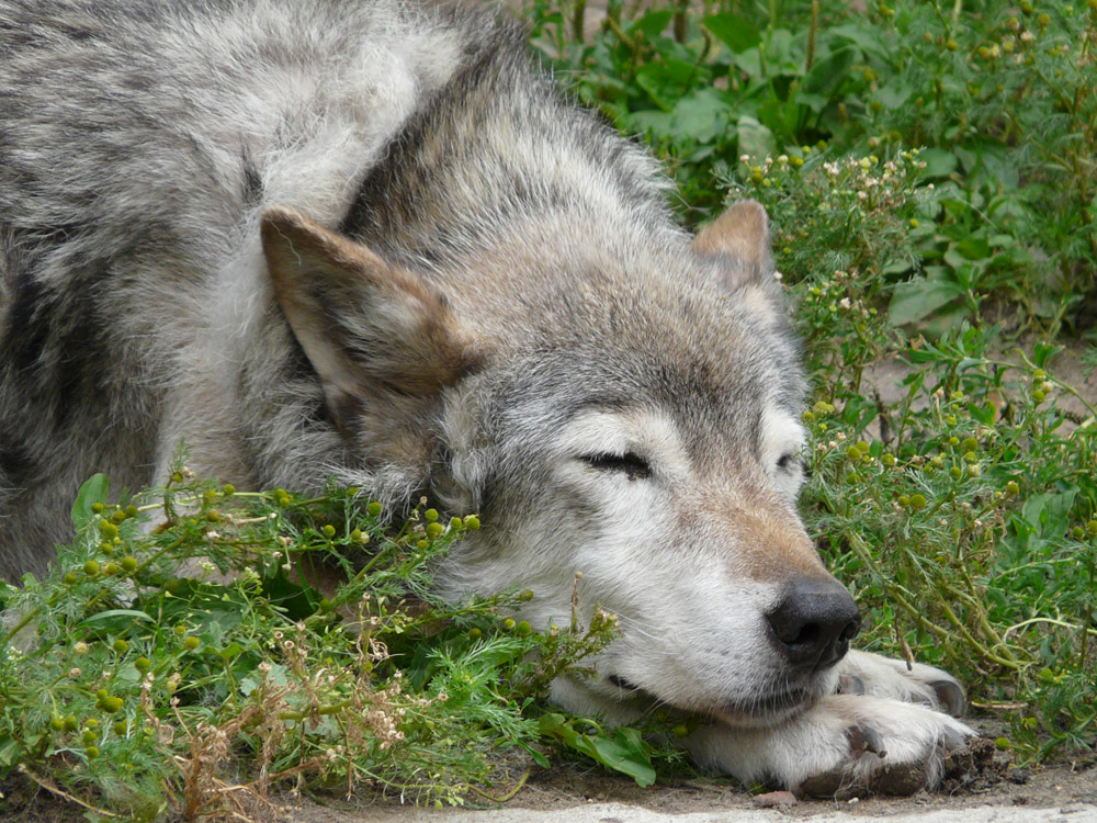 photo "***" tags: nature, wild animals, волк