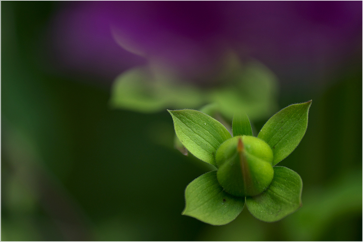 photo "Flowers and fruits" tags: nature, 