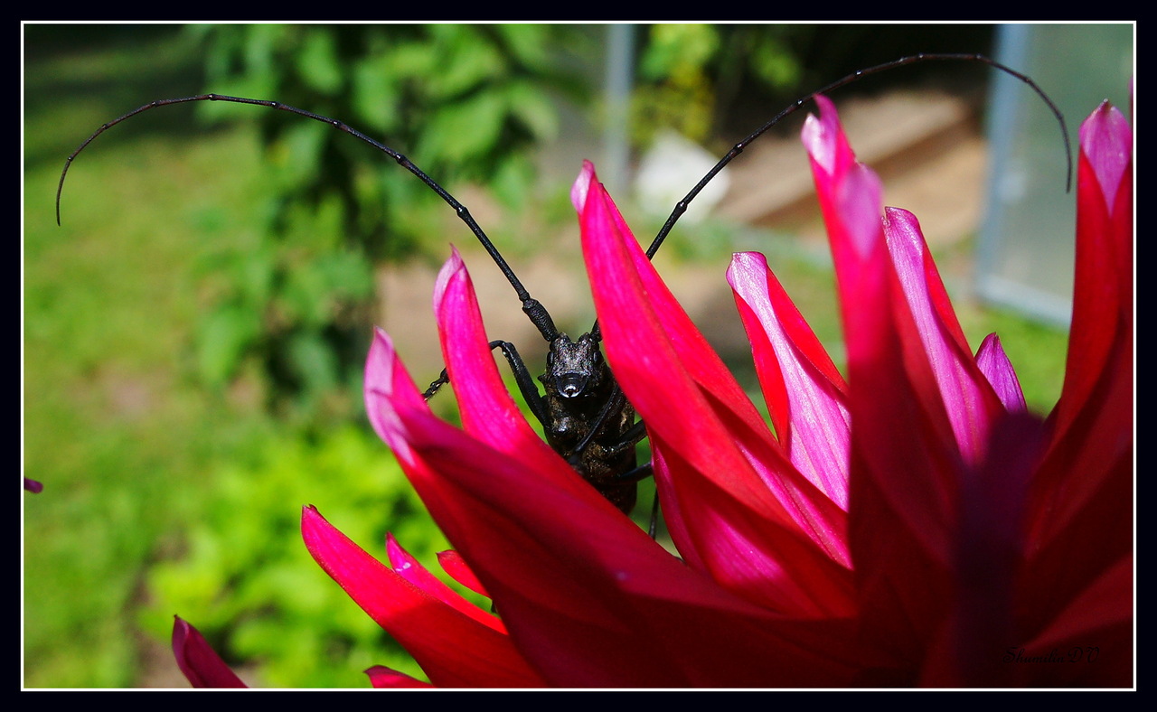 photo "***" tags: nature, 