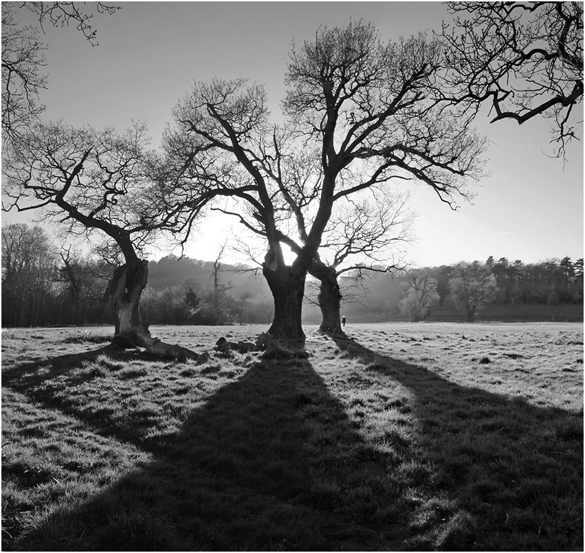 фото "Позови меня в даль светлую..." метки: черно-белые, панорама, весна, дерева, чёрно-белое