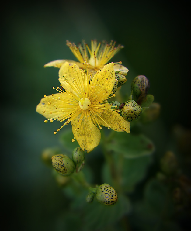 photo "Hypericum" tags: nature, macro and close-up, 