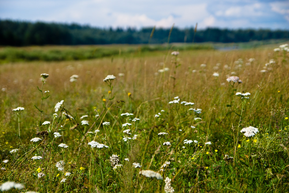 photo "The smell of summer" tags: landscape, 