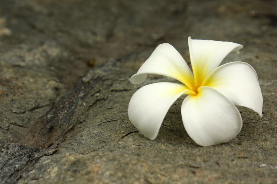 photo "***" tags: still life, 