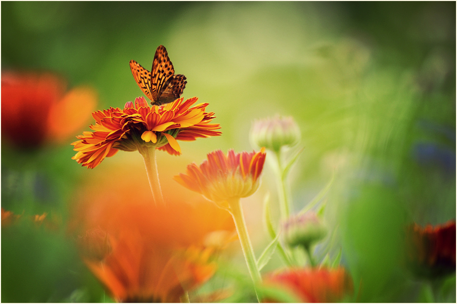 photo "***" tags: macro and close-up, 