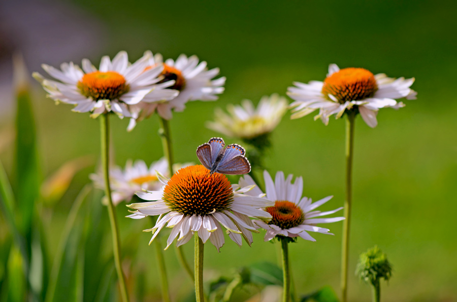 photo "***" tags: macro and close-up, 