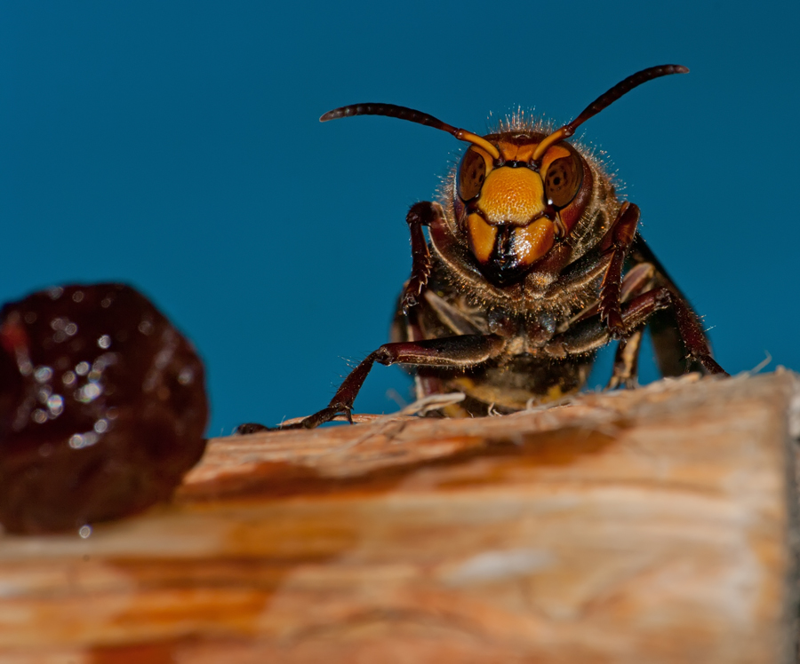 photo "***" tags: macro and close-up, 