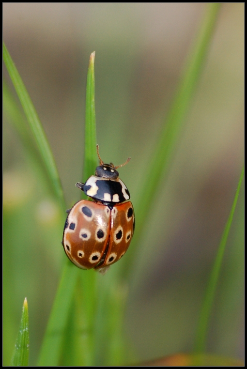 photo "Life in macro" tags: macro and close-up, nature, insect